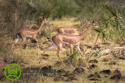 4 Days 3 Nights Meru National Park Kenya Safari